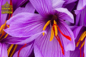 SERAFINCO SAFFRON-Persian premium saffron from Iran
